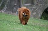 CHOW CHOW 708